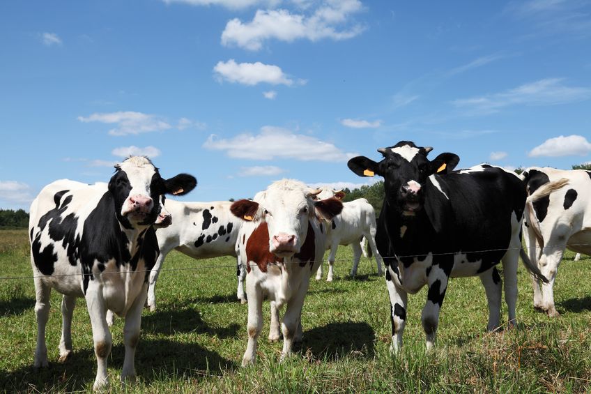 The news follows a campaign urging British dairy farmers to "shout" about their product 