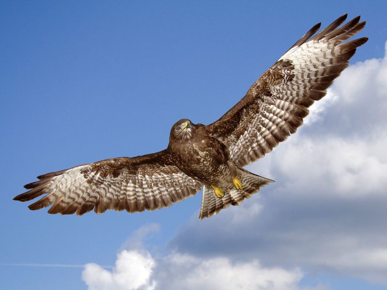 The H5N6 strain of avian influenza has been found in a wild bird, a buzzard, in County Antrim