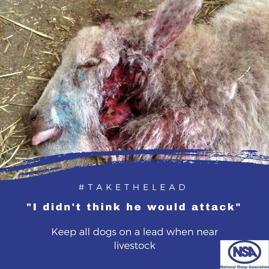 A new campaign has been launched this week aiming to highlight the growing issue (Photo: National Sheep Association)