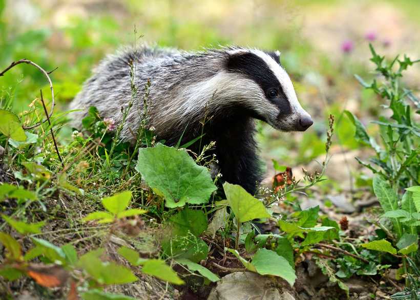 The Derbyshire PCC said shooting badgers is not a viable solution to the spread of bovine TB