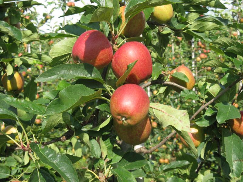 Production of Gala apples in the UK doubled from 2009 to 2016, from around 30,000 tonnes to 65,000 tonnes