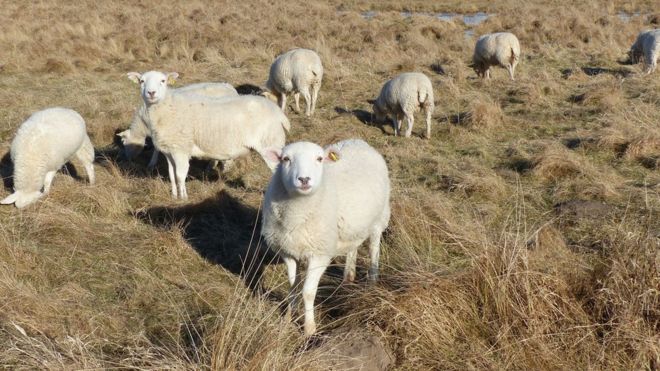 The dog killed a Chevease sheep, used for conservation grazing (Photo: East Lothian Council)
