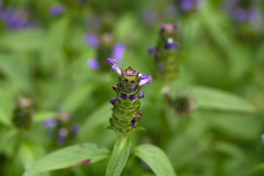 The study looked at increasing 'healthy' polyunsaturated fat in meat by feeding lambs unwanted weeds, such as the 'common self-heal'