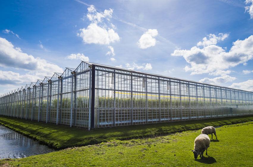 Some of the Netherlands greenhouse complexes cover 175 acres