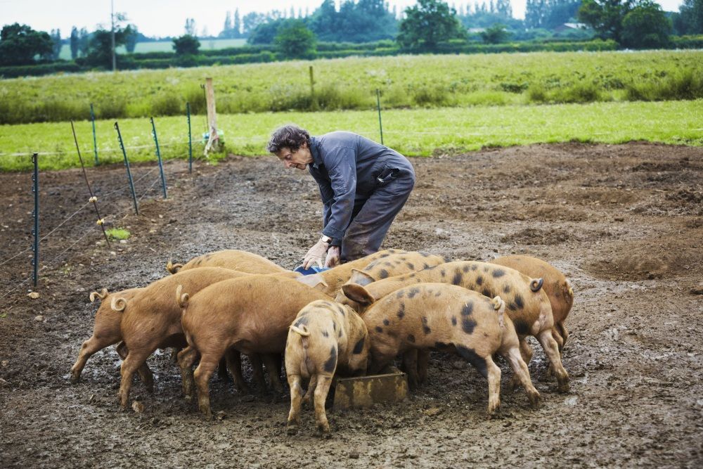 The National Pig Association said competitiveness of British pork on the global market is at risk due to lack of labour