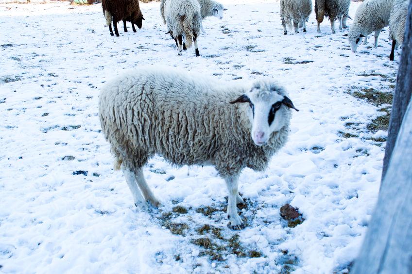 "People weren’t prepared for the snow and many farmers lost sheep in snow drifts"