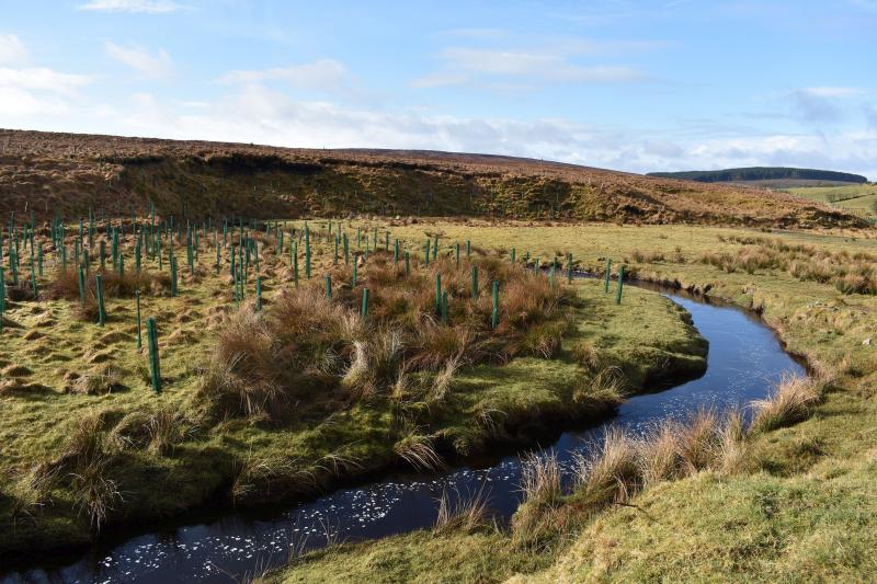 Farmers have helped plant native trees on the banks of the Burntollet River, Glenconway, Faughan Valley