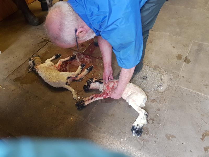 A vet attended, but both delivered lambs died (Photo: North Yorkshire Police)