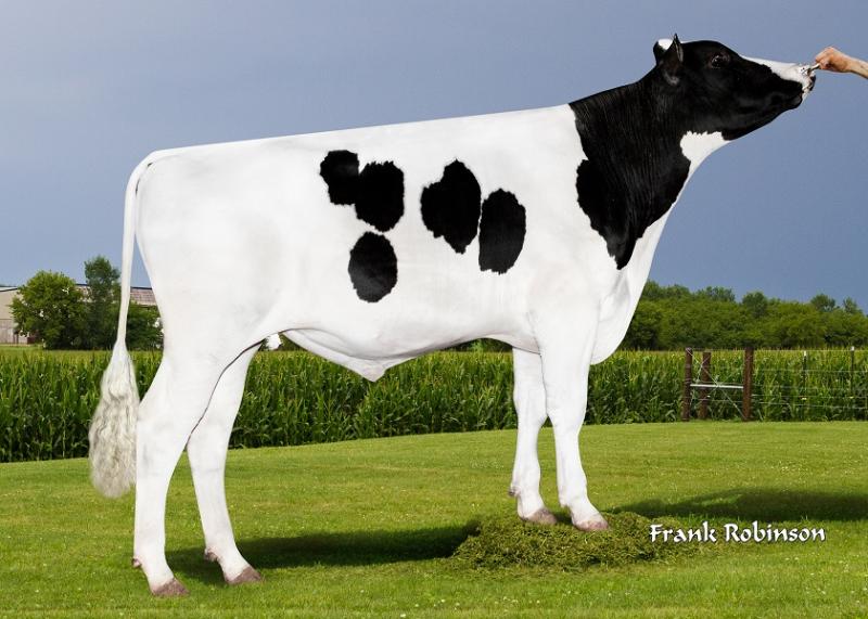Agronaut - equal number one genomic Holstein sire ranked on £PLI