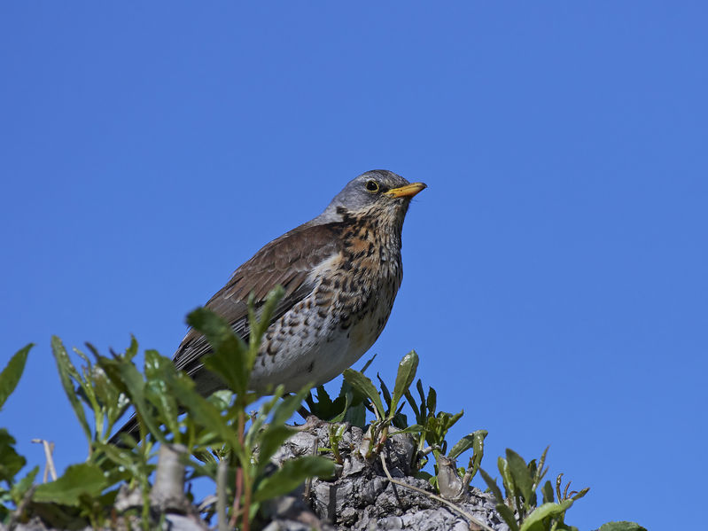 The five most abundant birds spotted were starlings, woodpigeons, fieldfares, rooks and chaffinches