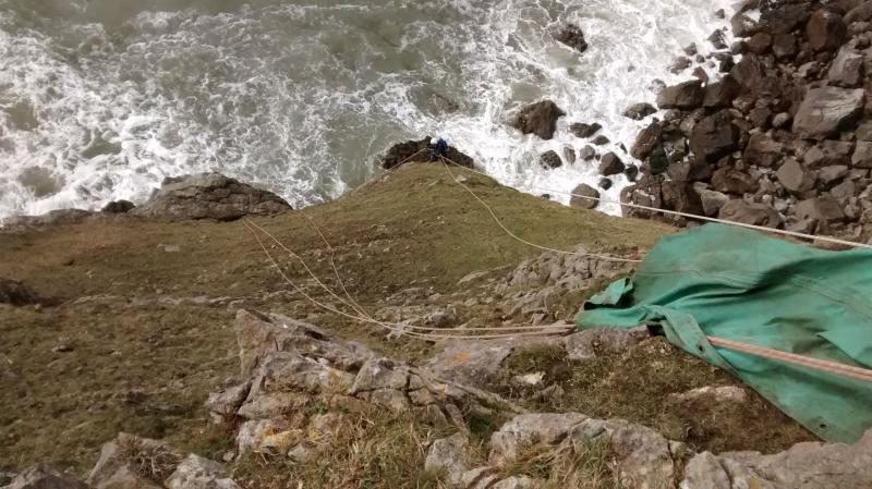 The rope rescue team saved the sheep in an "extremely challenging rescue" in Gower (Photo: RSPCA Cymru)