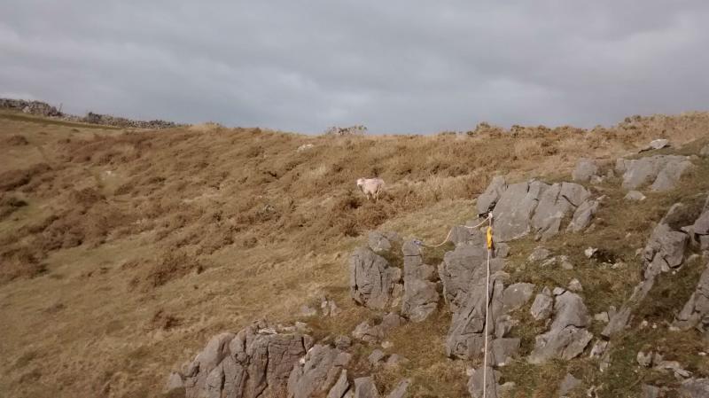 (Photo: RSPCA Cymru)