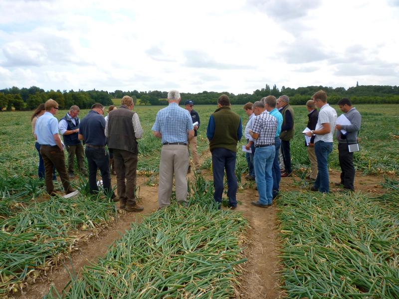 New onion varieties show potential to improve productivity FarmingUK News