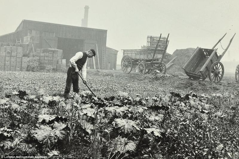 Before fast transport, fruit and vegetables were grown all over London (Photo: Stephen Smith's market garden in SE London - London Metropolitan Archives)