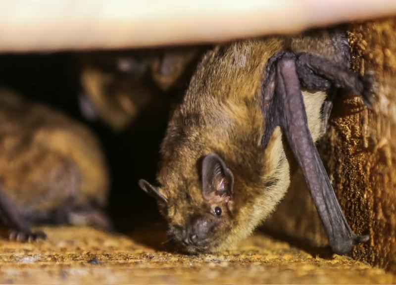 Bats have special protection and recognition on a national level, and a lot of them live in farm buildings (Photo: Michal Ostalowski)