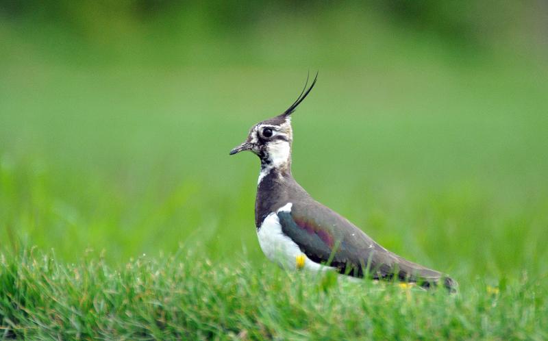 Endangered birds in Avon Valley boosted by project extension