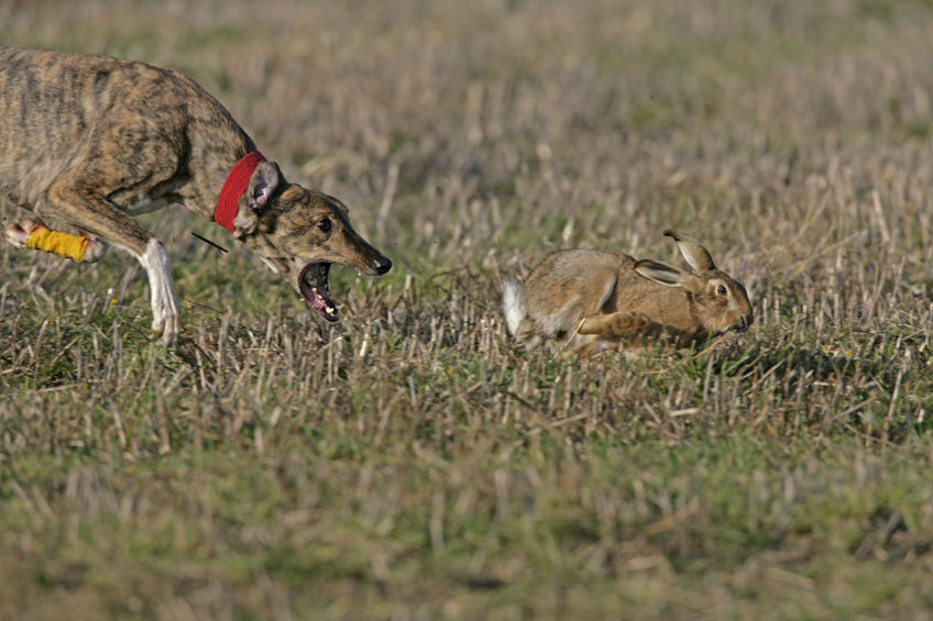 Hare coursing is the pursuit of hares with greyhounds and other sighthounds, which chase the hare by sight, not by scent