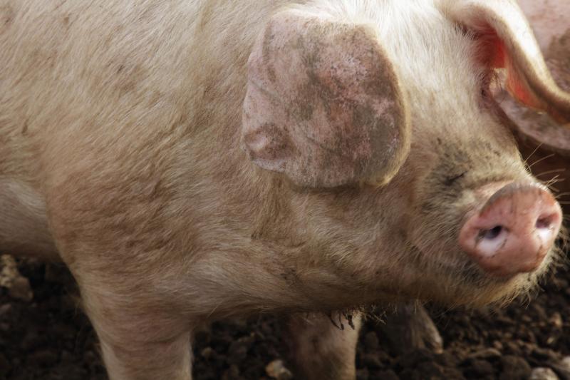 The public are being urged to eat more rare breed meat to drive up demand (Photo: British Lop pig - Food and Drink/REX/Shutterstock)