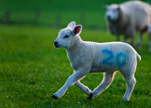 TecTracer uses raddles to ingrain thousands of coded markers into a sheep’s fleece