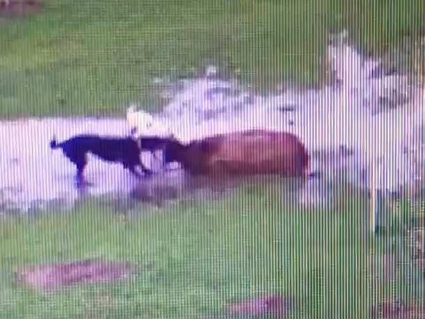 The incident was caught on CCTV (Photo: Cathi Copley)