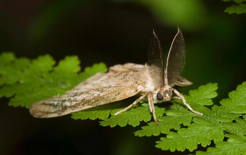 A male Gypsy Moth, a voracious tree pest capable of defoliating millions of acres of forest in a single year (Photo: FAO)