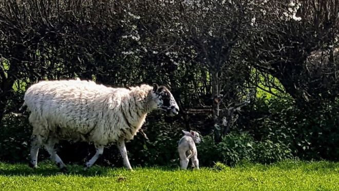 The 50 ewes that were taken were all heavily pregnant (Photo: Dorset Police)