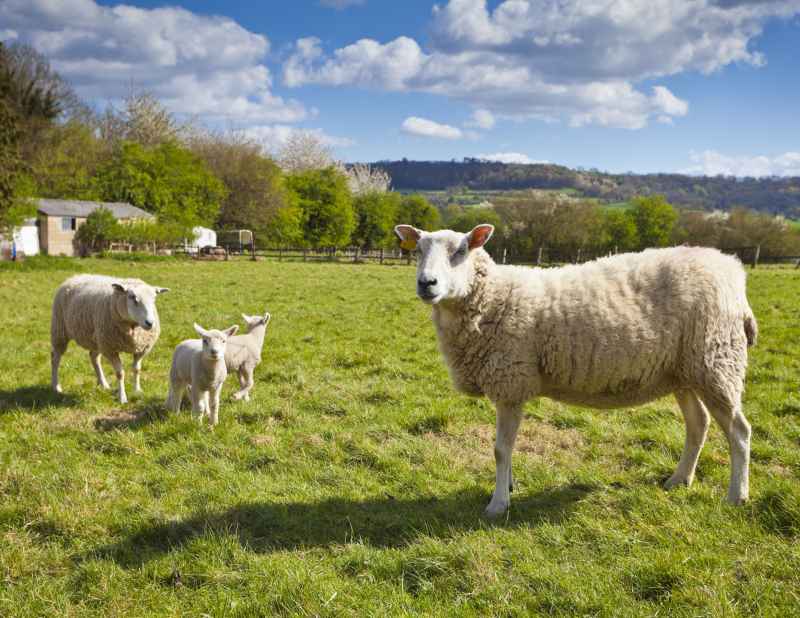 Over 18,000 eligible farmers and crofters will receive payments under Pillar 1 schemes