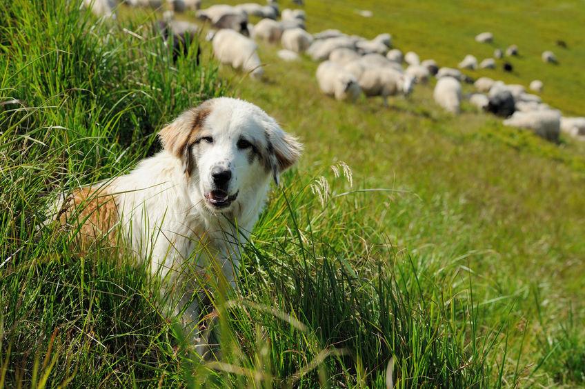 An attack on sheep can cause ewes to miscarry and lambs to become separated from their mothers