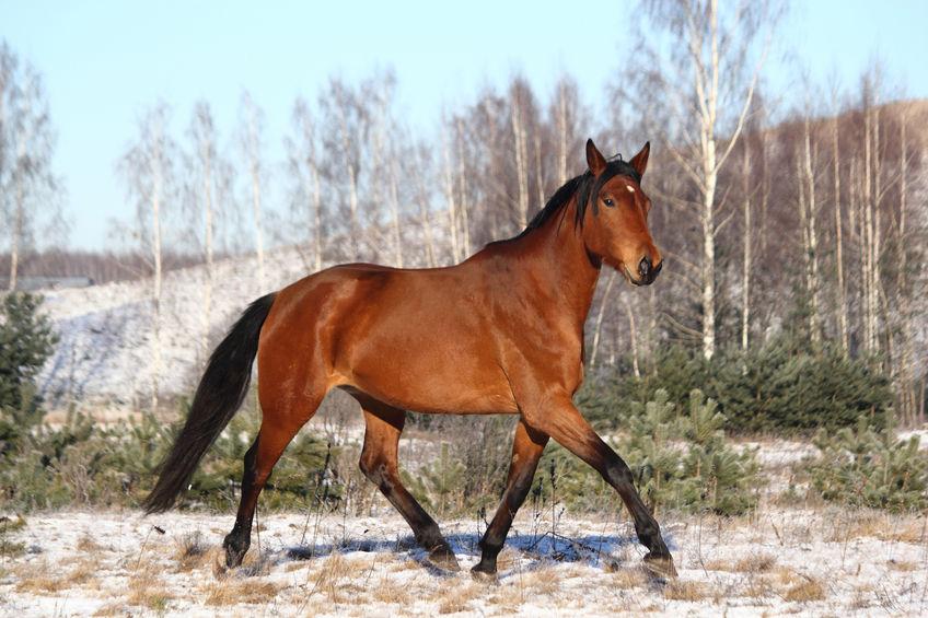 Northern Irish farmers have called the current legislation regarding abandoned horses as "disjointed" 