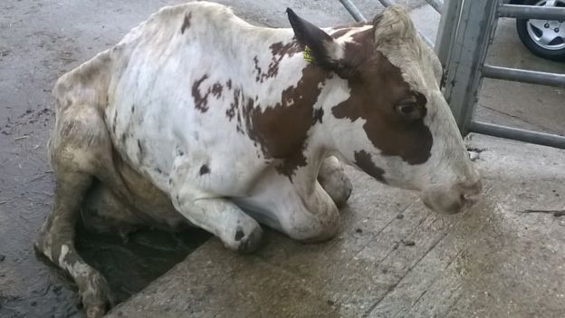 The cow was humanely euthanased after found abandoned on the delivery ramp of a slaughterhouse (Photo: Dorset County Council)