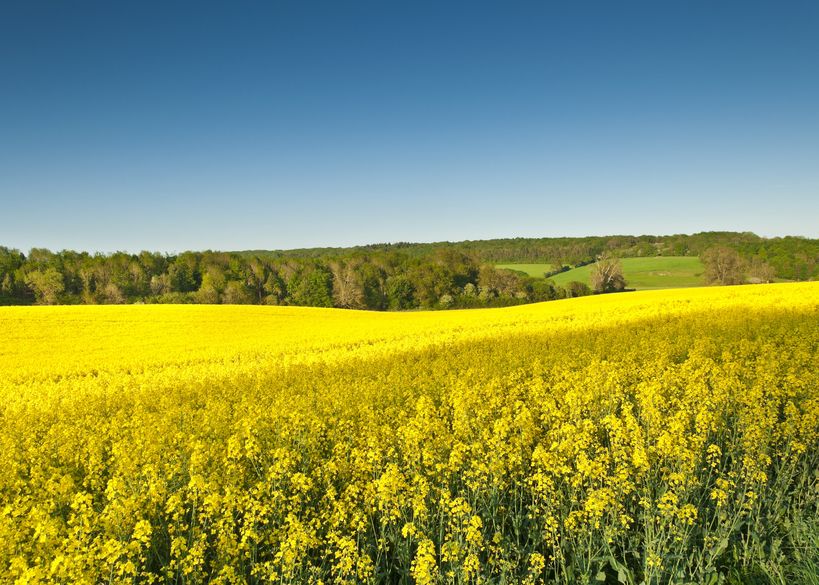 In the UK, oilseed rape is the third most important arable crop with a total of 2.2m tonnes harvested in 2017