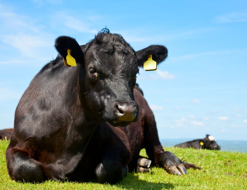 Scottish beef farmers have received a cash flow boost after a long, harsh winter