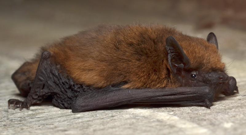 Farmers put in place measures to aid farmland bats - FarmingUK News
