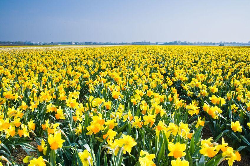 The farmer's daffodils contain unusually high levels of a compound known to fight Alzheimer's disease