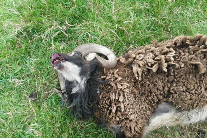 The ram was found dead on Saturday afternoon (Photo: Chris Bristow/Greave House Farm Trust)