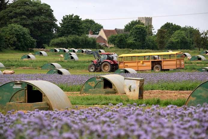 The Dingley Dell farm is growing the equivalent of 83 football pitches of nectar rich plants