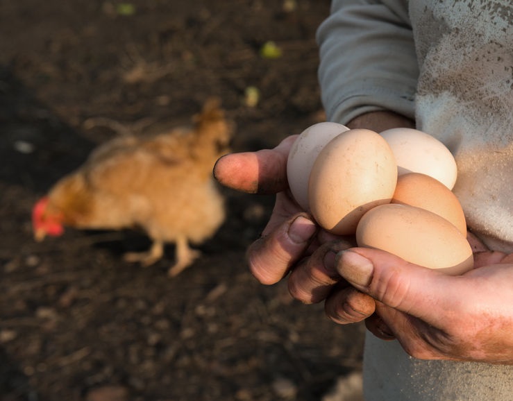 The new apprenticeship has been launched today by the British poultry industry