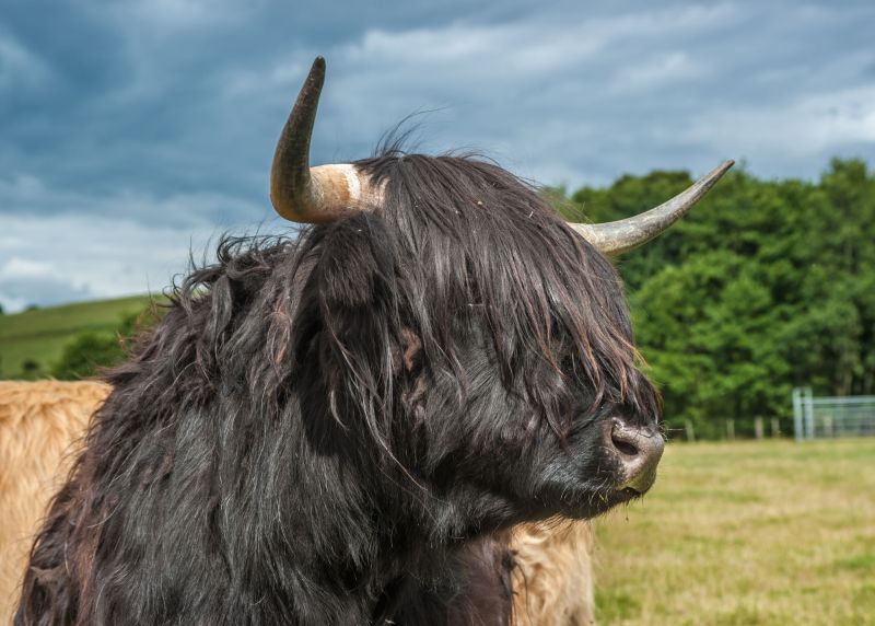 The report calls for funding to respond to challenges and reflect the distinctive needs of agriculture in the Highlands and Islands