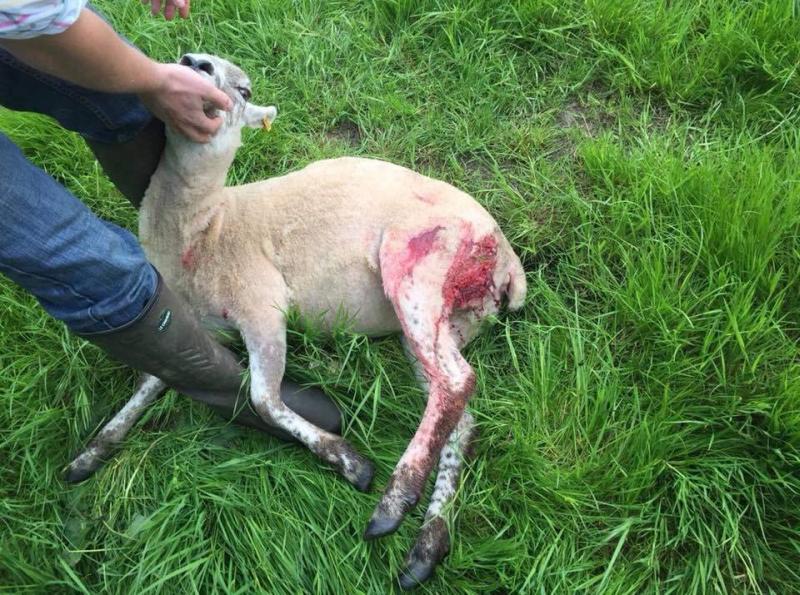 A farmer has slammed some members of the public who ignore dog signs (Photo: Hannah Wait/Westover Veterinary Centre)