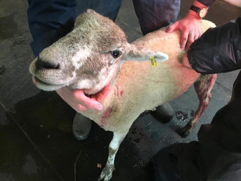 The injured sheep was rushed to a local veterinary centre to treat the injuries (Photo: Hannah Wait/Westover Veterinary Centre)