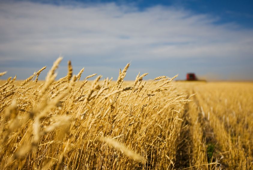 Bioethanol is fermented from feed wheat which is grown by farmers and would not otherwise go into the food chain