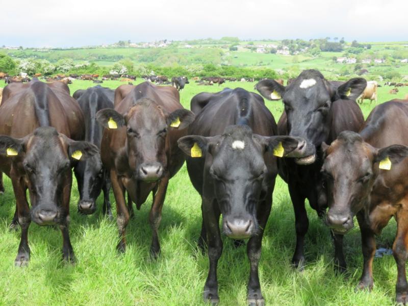 Crossbred ‘Pasture for Life’ dairy cows are fed no grain or concentrate feeds