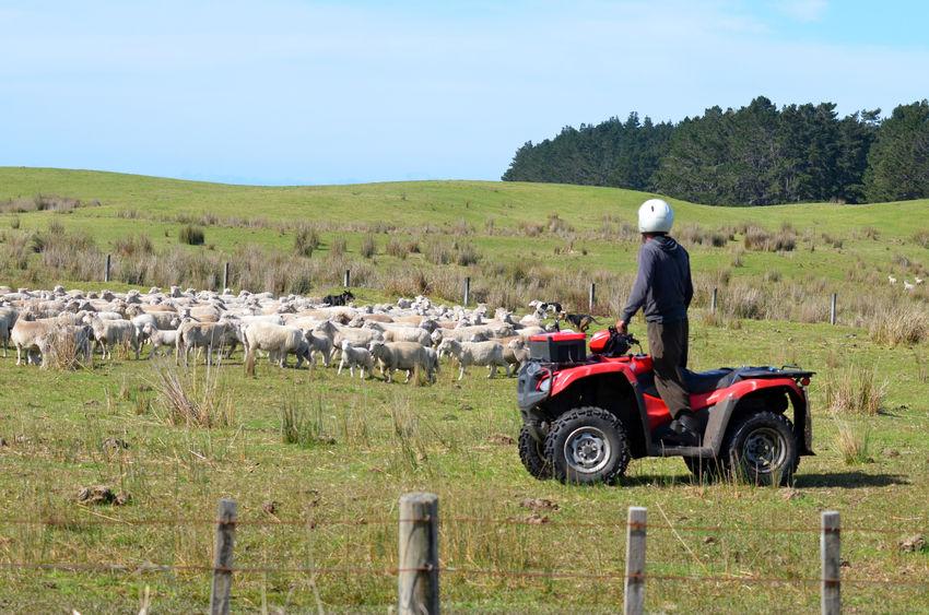 The NFU President said trade is "absolutely fundamental" to the future of the UK's livestock industry