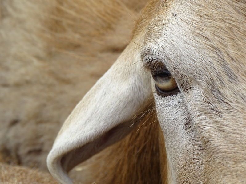 Local residents had to put an end to the incident, which left all the sheep distressed