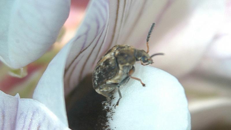 Adult Bruchid beetles have already been spotted in crops
