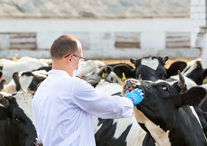 The risk of transmissible diseases if animal medicine supply is interrupted post-Brexit could undermine food safety, animal health bodies warn