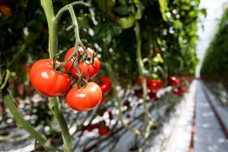 Controlled greenhouse environments and hours of testing have made growing this brand-new tomato variety in the UK possible