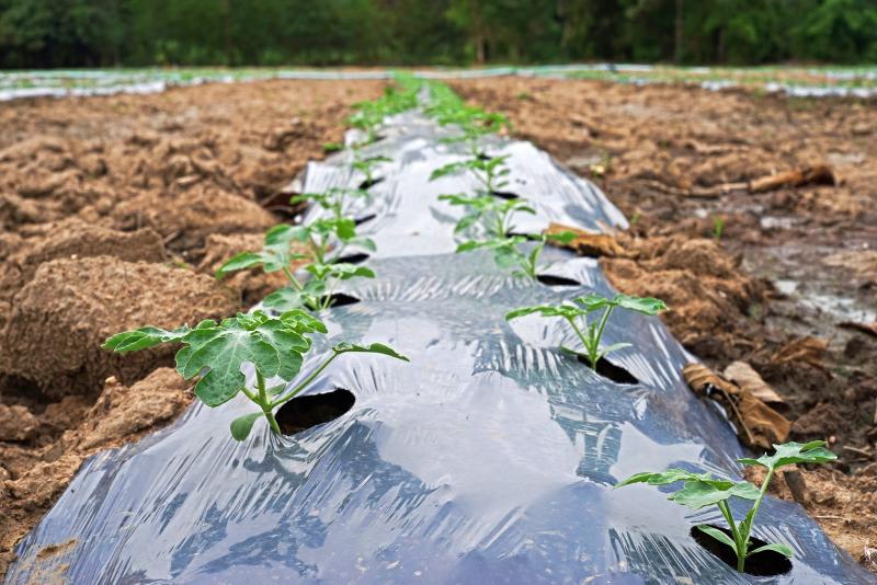 Plastic mulch is cheap to make, but there are fears that the plastic can accumulate in the soil