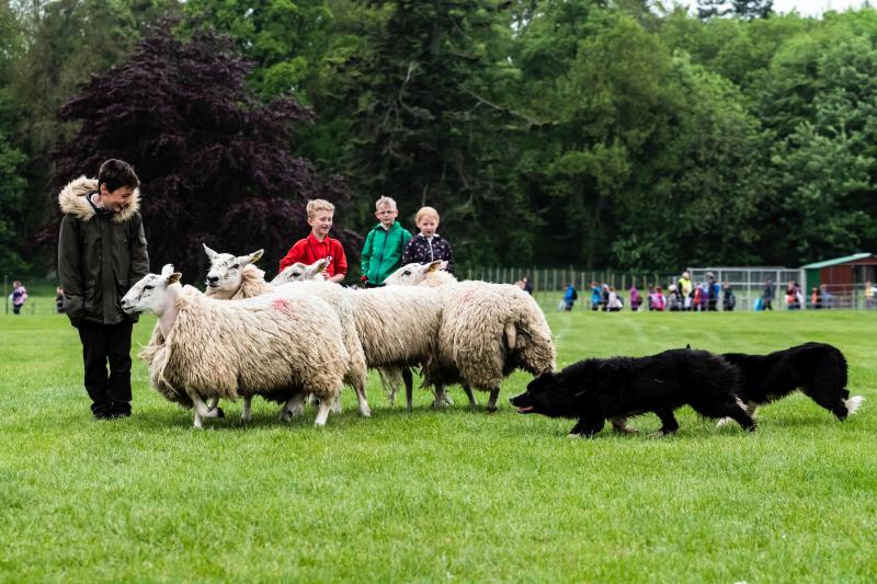 Over 1,200 Primary Five children (aged 10) from over 60 schools across the Scottish Borders gathered to learn more about farming