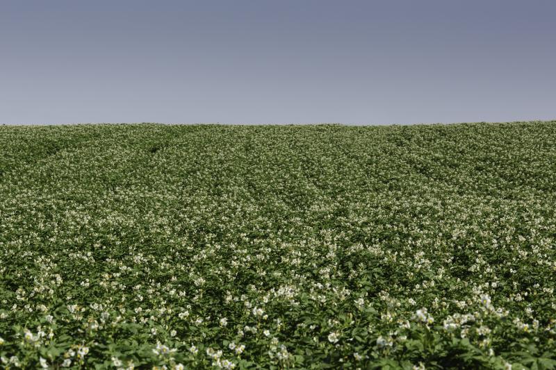 Blight programmes in sharp focus as growers attempt to unlock yield potential 